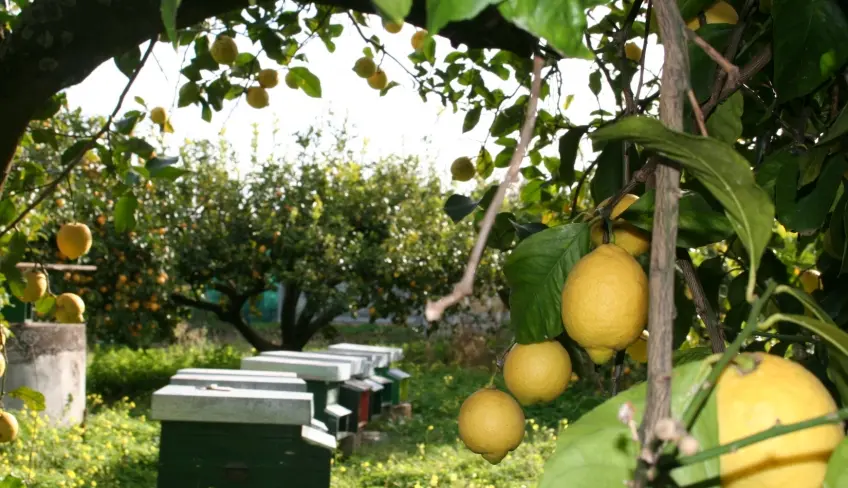 limoni pic-nic e degustazione
