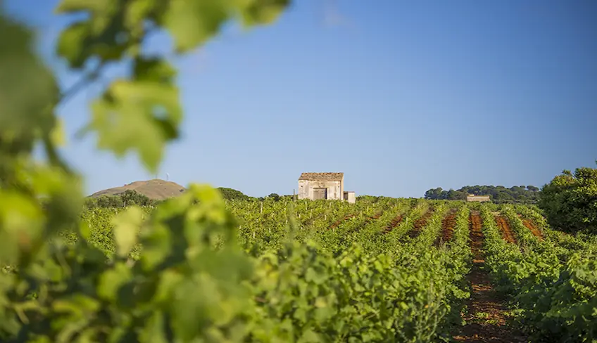 fattoria pane e vino