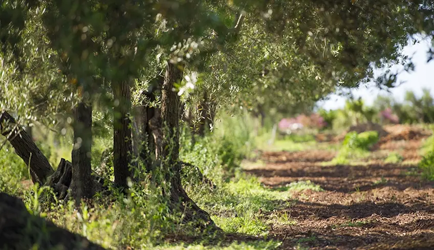 raccolta olive fattoria